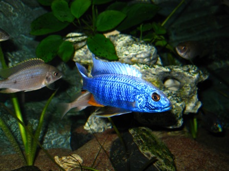 2011121175829_Acquario 2 097.jpg